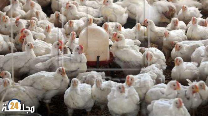 الدجاج يصل الى 20 درهم الكيلو وها علاش؟؟