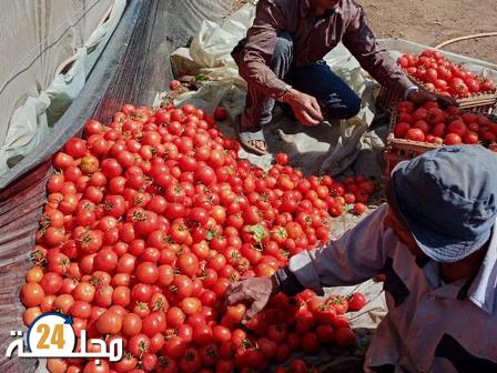 ارتفاع كبير في أسعار الطماطم والبيض والسمك