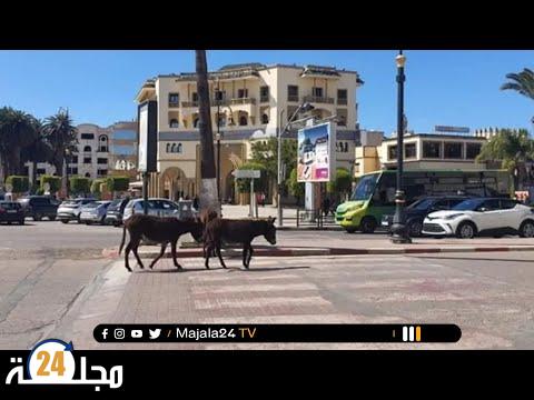 بالفيديو..الدواب تتجول بأريحية في شوارع وأحياء مدينة سطات