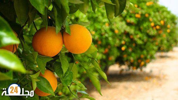 ادعاءات خارجية حول جودة البرتقال المغربي تُعجل بدخول “ONSSA” على الخط