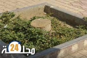 الجديدة…مواطنون يتساءلون حول مصير الأشجار التي قطعت قبالة جماعة الشعيبات ومشاكل اخرى