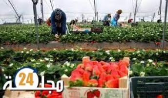 إسبانيا تطلق مشروعا للهجرة النظامية يستهدف 250 عاملة زراعية مغربية