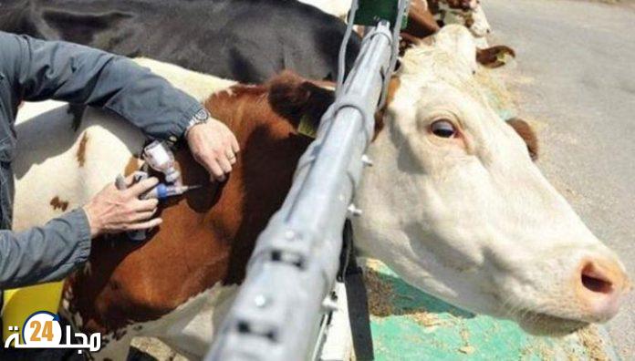 إطلاق حملات التلقيح الوطنية لتحصين القطيع الوطني