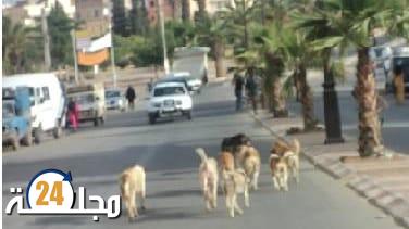 ابن احمد.. انتشار الكلاب الضالة من جديد