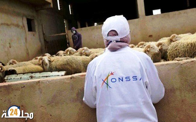 عيد الأضحى 1443 .. مكتب السلامة الصحية يطلق عملية ترقيم الأغنام والماعز