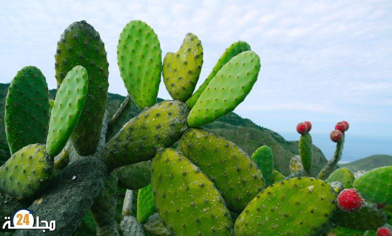 الاحترار المناخي يعرض الصبار لخطر الانقراض