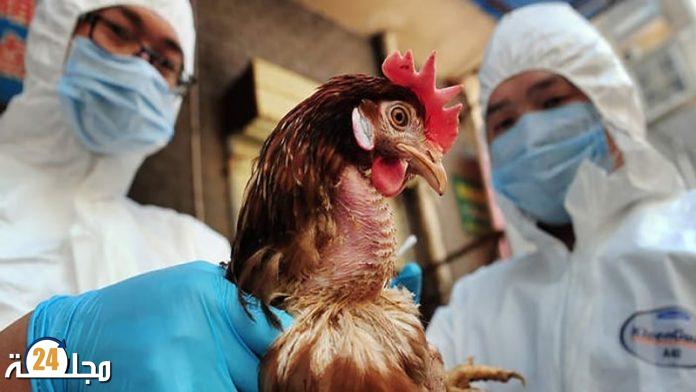 انتشار إنفلونزا الطيور من جديد