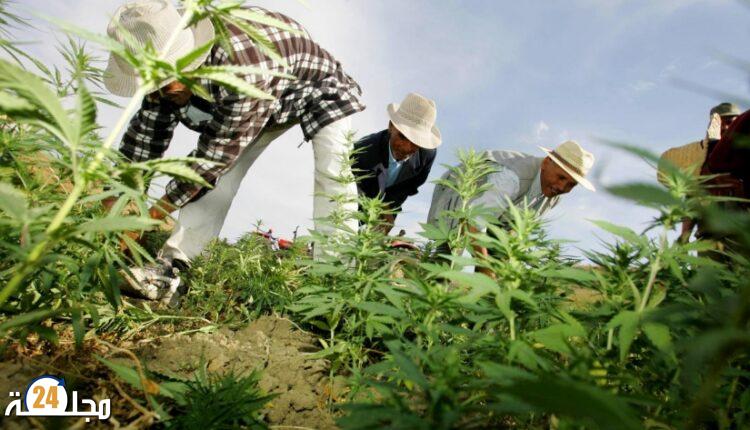 بوسالال: العفو الملكي على المدانين في قضايا القنب الهندي سيتيح فرصة لإعادة تأهيلهم