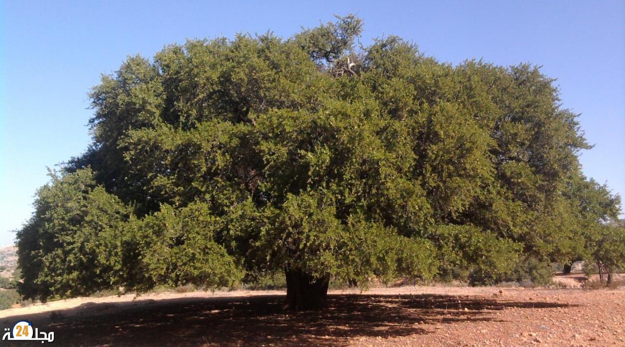 المغرب والأمم المتحدة يحتفيان، الثلاثاء المقبل بأكادير، بالذكرى الثانية لليوم العالمي لشجرة أركان