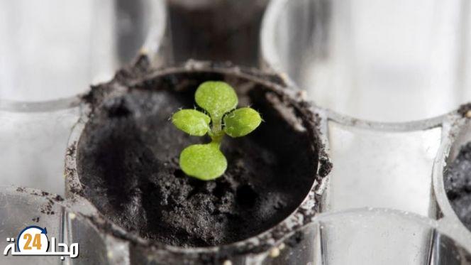 اكتشاف علمي.. نباتات من الأرض تنمو في تربة القمر لأول مرة