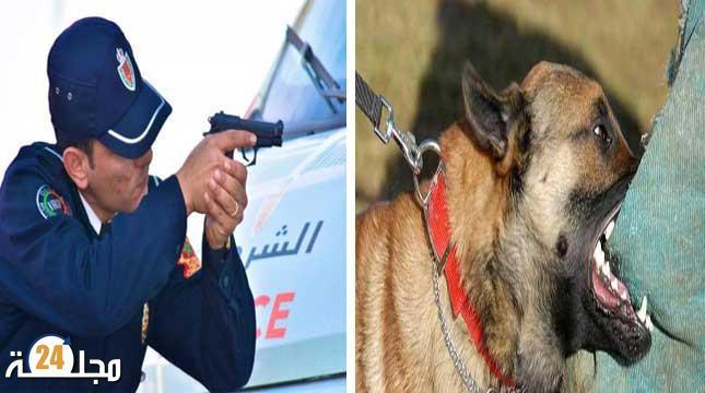 أمن سلا يطلق الرصاص لإيقاف جانح وكلاب شرسة