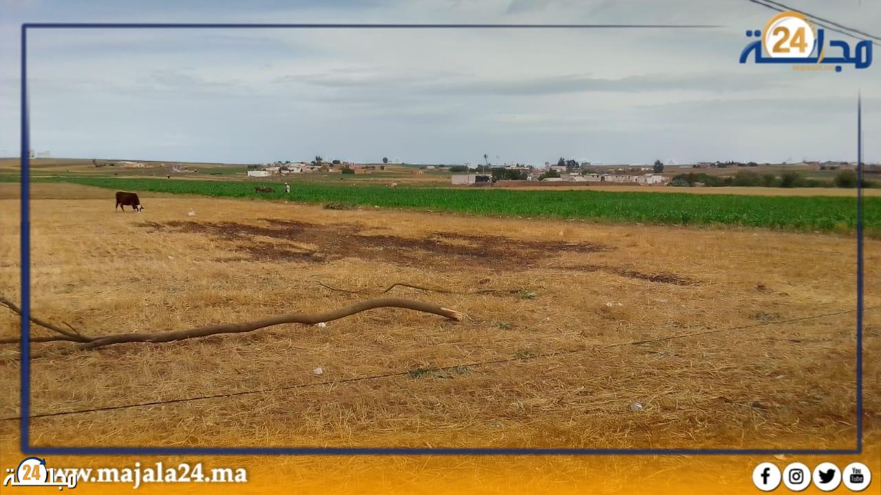الجديدة… إتلاف محصول زراعي بسبب سقوط شجرة فوق عمود كهربائي باولاد رحمون