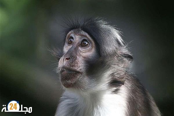 أعراض جدري القردة!