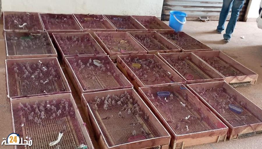 أمن وجدة يحبط عملية تهريب 2400 طائر “حسون” نحو الجزائر