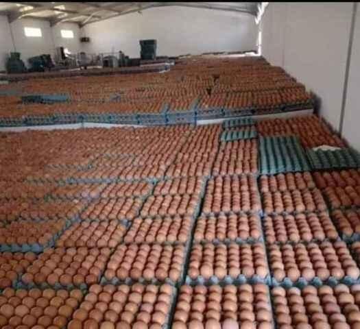 منتجو بيض الاستهلاك بالمغرب يطالبون الحكومة بالتدخل لإنقاذهم من الإفلاس