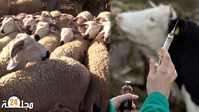 هذه تفاصيل حجز “أونسا” لـ200 قنينة من الأدوية البيطرية غير المرخصة بآسفي