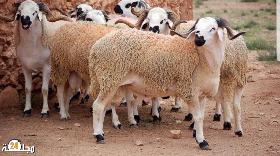 عيد الأضحى..وضعية القطيع جيدة والعرض يفوق الطلب
