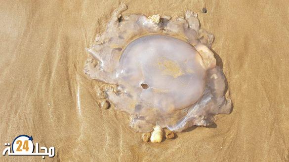 ظهور قناديل بحر عملاقة بشاطئ بطنجة