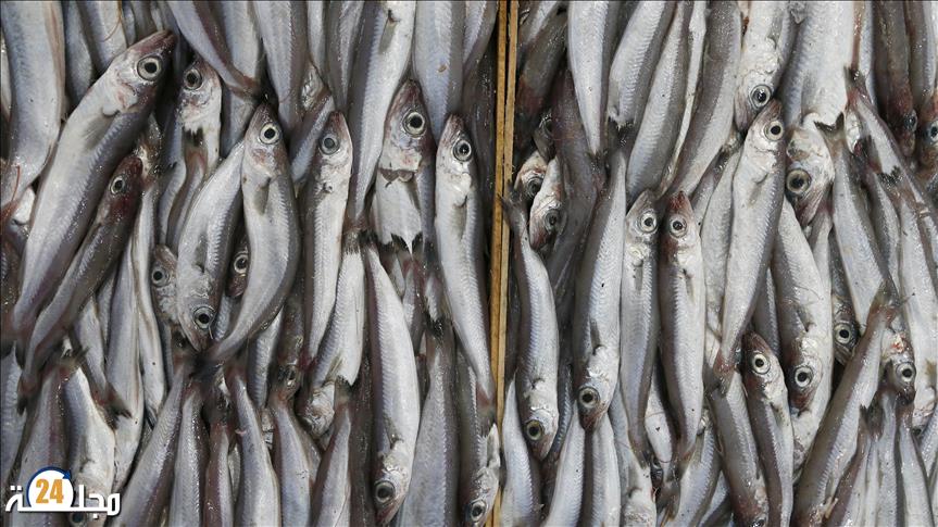 مفاجأة.. الأسماك مرتبطة بهذا النوع من السرطان