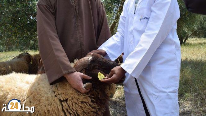 ترقيم 6 ملايين رأس من الأغنام والماعز معدة