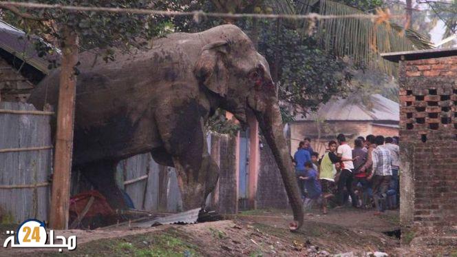 فيل يقتل امرأة هندية ويعود ليدوس جثتها أثناء جنازتها