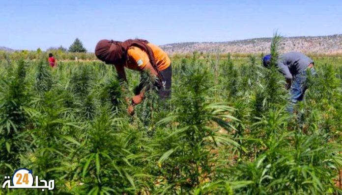 استعمالات القنب الهندي..جرد لأهم الخطوات القانونية في مسار التقنين