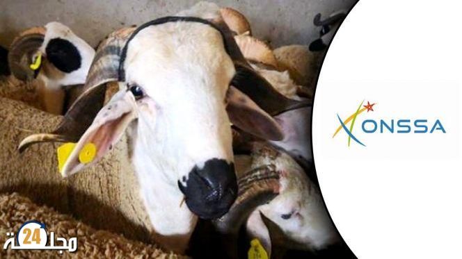 “أونسا” يكشف عن حصيلته الخاصة بعيد الأضحى