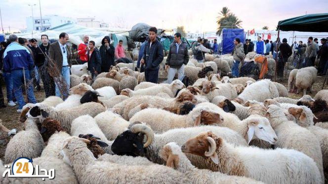 الحكومة تكشف حقيقة دعم موجه للمواطنين لشراء الأضاحي