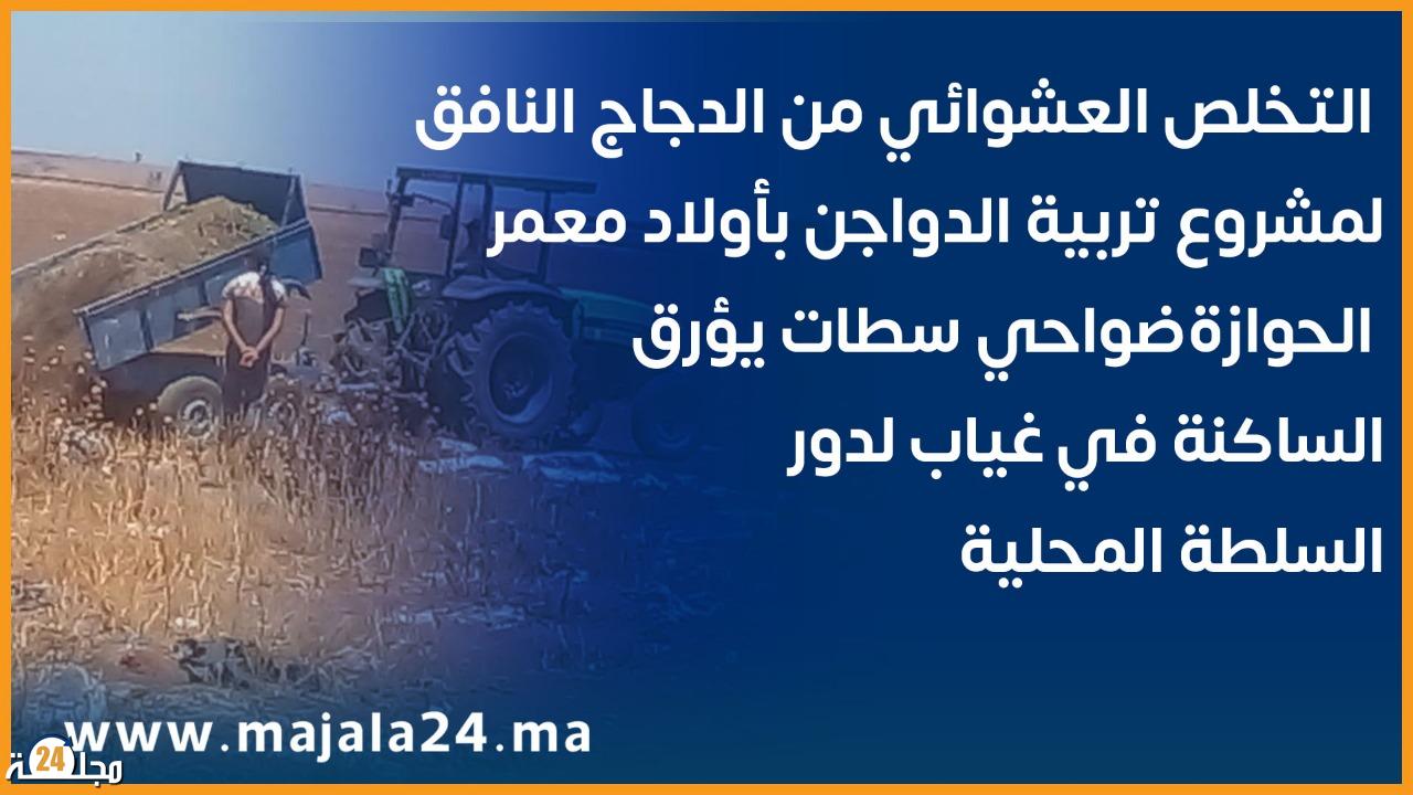 التخلص العشوائي من الدجاج النافق لمشروع تربية الدواجن بأولاد معمر الحوازة ضواحي سطات يؤرق الساكنة في غياب لدور السلطة المحلية