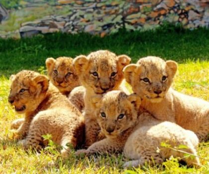 حديقة الرباط تبذل جهودها من أجل الحفاظ على صحة الحيوانات