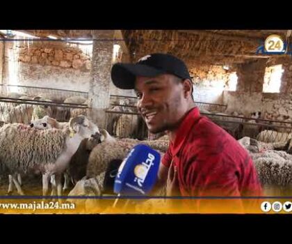 بالفيديو..”مجلة 24″ ترصد أجواء ثمن الخروف في ضيعة علي ماصة بالمزامزة الجنوبية إقليم سطات