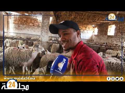 بالفيديو..”مجلة 24″ ترصد أجواء ثمن الخروف في ضيعة علي ماصة بالمزامزة الجنوبية إقليم سطات