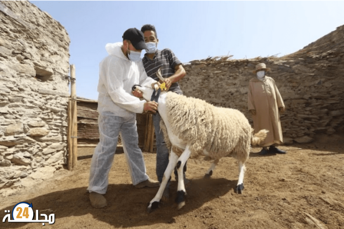 في ظل انتشار فيروس كورونا..كيف يمكن أن نجتاز فترة العيد بأمان؟