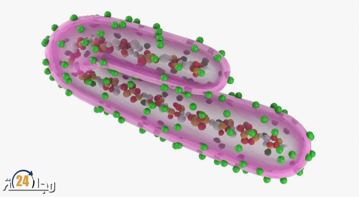 بعد تفشيه بدولة إفريقية..ماذا تعرف عن فيروس « ماربورغ »؟