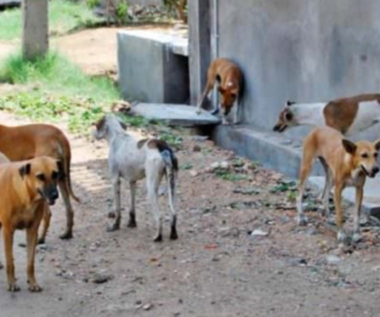 كلاب ضالة تتسبب في مصرع سائحة فرنسية بجماعة العركوب