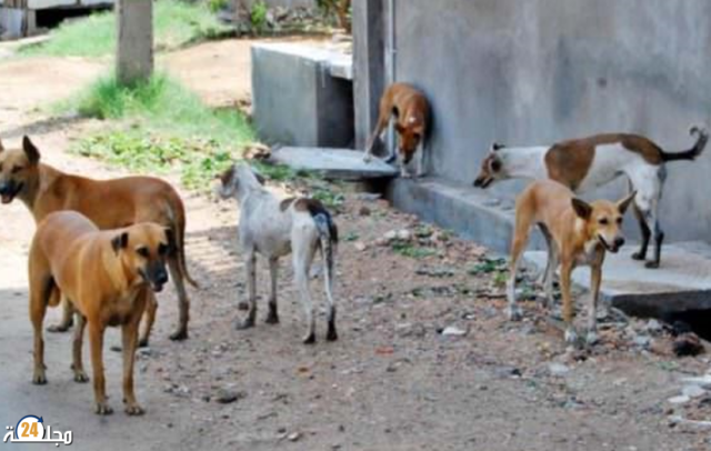 كلاب ضالة تتسبب في مصرع سائحة فرنسية بجماعة العركوب