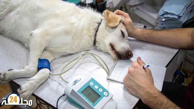 الاشتباه بأول حالة انتقال لجدري القردة من إنسان إلى كلب