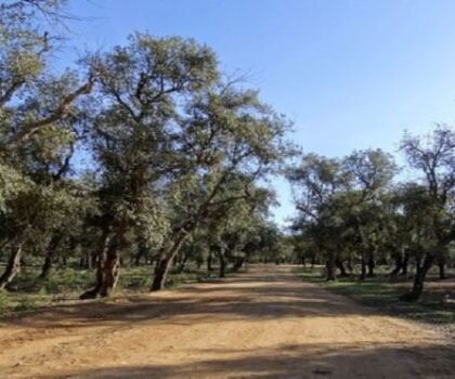 تأمين الملك العقاري الغابوي على طاولة البرلمان