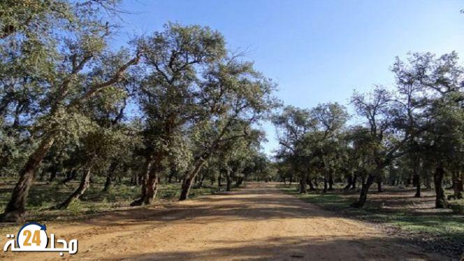 تأمين الملك العقاري الغابوي على طاولة البرلمان