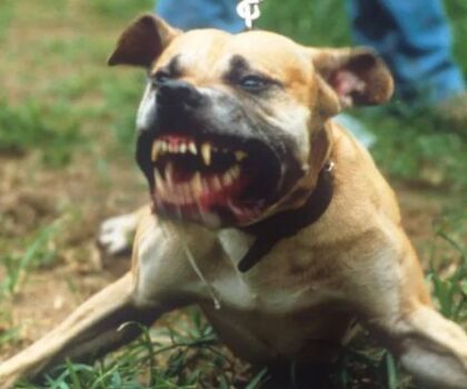 كلب في ملكية جزائري يعض سائحة بأكادير