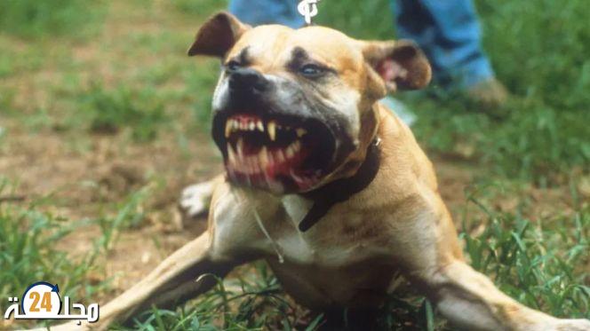 كلب في ملكية جزائري يعض سائحة بأكادير