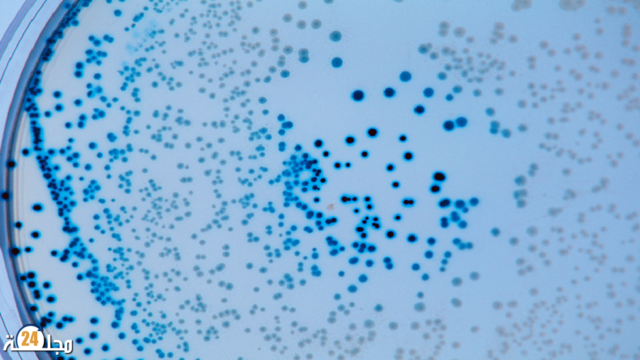 “فيروسات عملاقة” يمكن أن تساعدنا في محاربة مقاومة المضادات الحيوية!