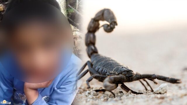 لسعة عقرب تودي بحياة طفل بتيزنيت وأسرته تطالب بفتح تحقيق