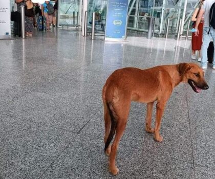 كلب شارد يحتمي من حرارة مراكش بباحة مطار مراكش المنارة