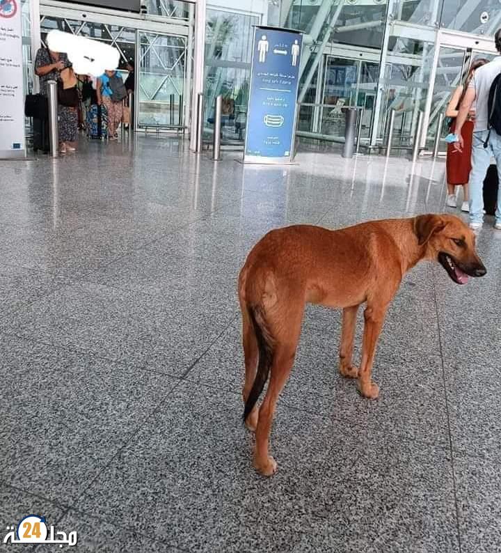 كلب شارد يحتمي من حرارة مراكش بباحة مطار مراكش المنارة
