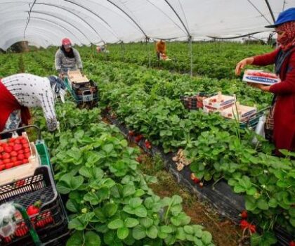 القضاء الإسباني يبرئ متهما بالاعتداء الجنسي على عاملات مغربيات في مزرعة للفراولة