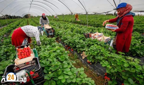 القضاء الإسباني يبرئ متهما بالاعتداء الجنسي على عاملات مغربيات في مزرعة للفراولة