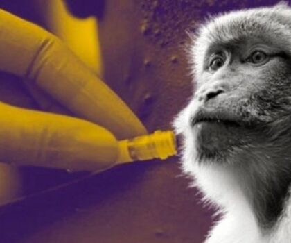 منظمة الصحة تبحث عن اسم جديد لـ”جدري القردة”