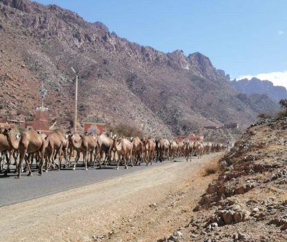 مواجهات بين ساكنة تفراوت المولود والرعاة الرحال