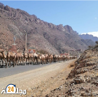مواجهات بين ساكنة تفراوت المولود والرعاة الرحال